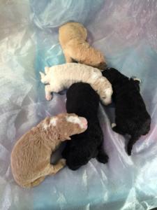 Parti Colored Miniature Goldendoodles for Sale in North Iowa $1500